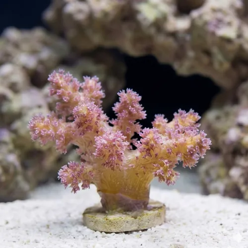 Soft Coral Tree : Orange/Yellow Colony - Aquacultured