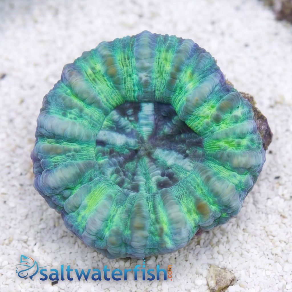 Mini Scoly: Green - Australia 