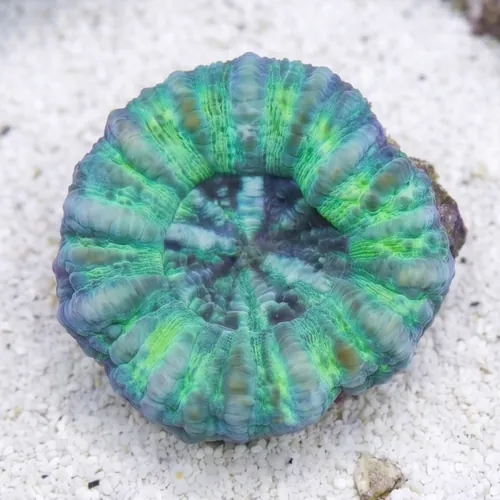 Mini Scoly: Green - Australia