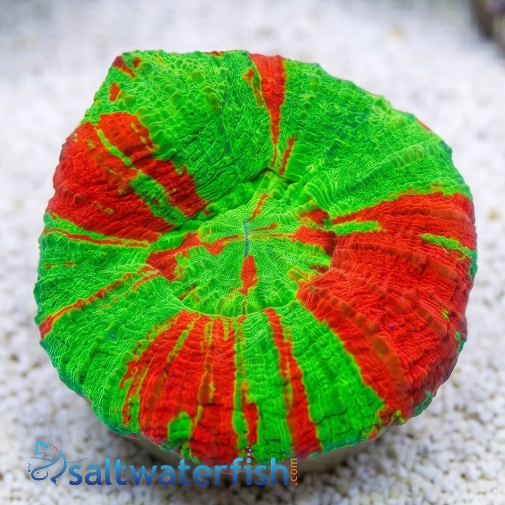 Scolymia "Toxic Apple": Neon Green w/ Red Stripes 