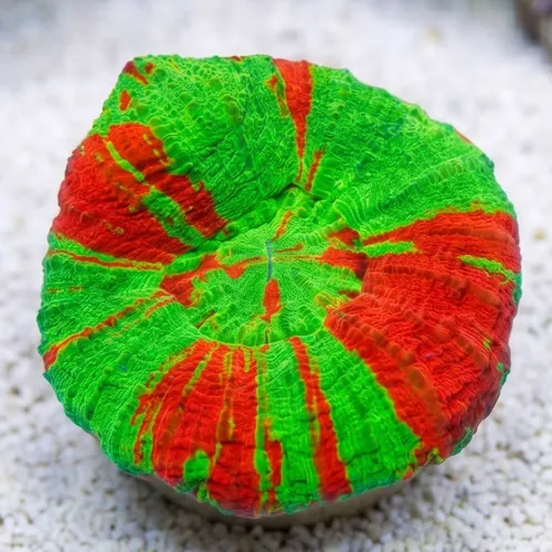 Scolymia "Toxic Apple": Neon Green w/ Red Stripes