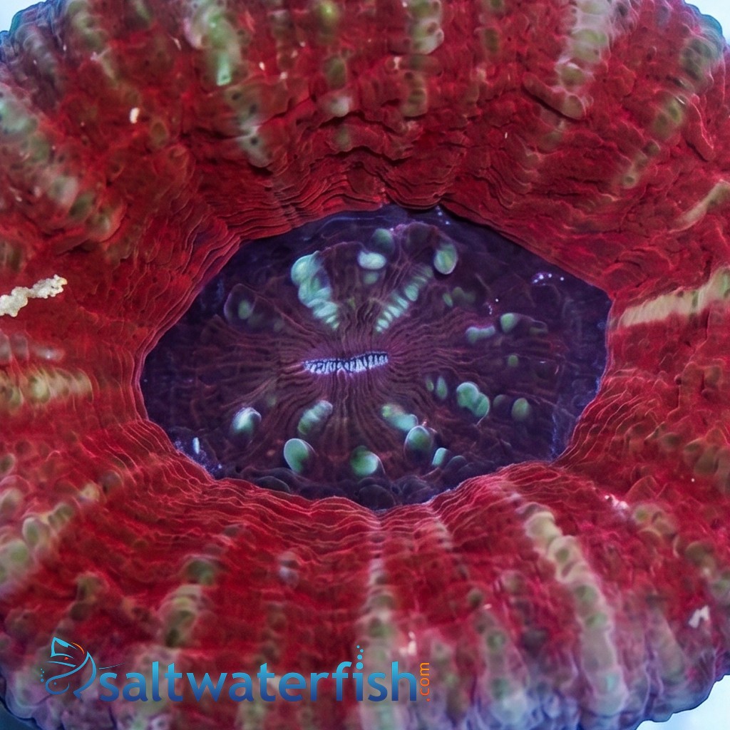 Scolymia: Color - Australia