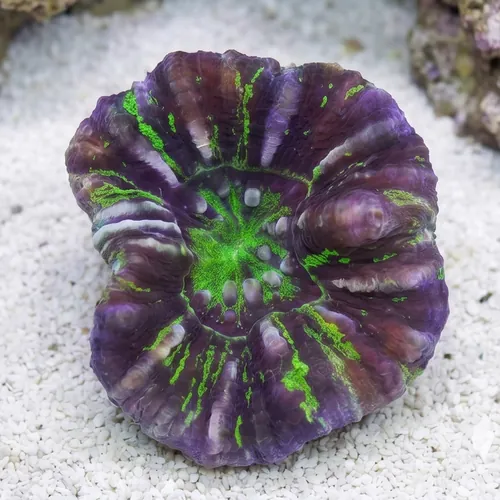 Scolymia: Color - Australia