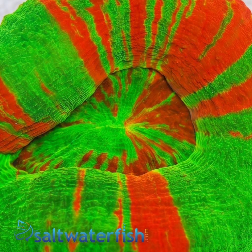 Scolymia "Reverse Toxic Apple": Red w/ Green Stripes - Australia
