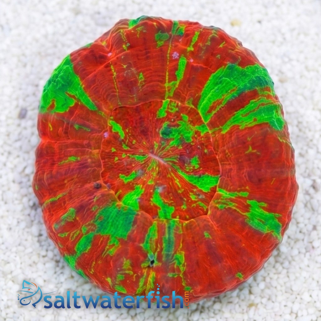 Scolymia "Reverse Toxic Apple": Red w/ Green Stripes - Australia