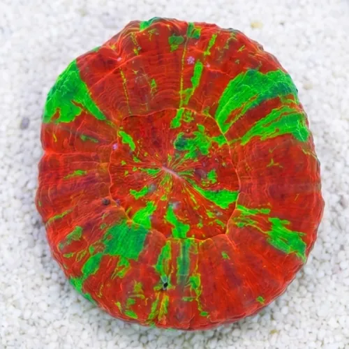 Scolymia "Reverse Toxic Apple": Red w/ Green Stripes - Australia