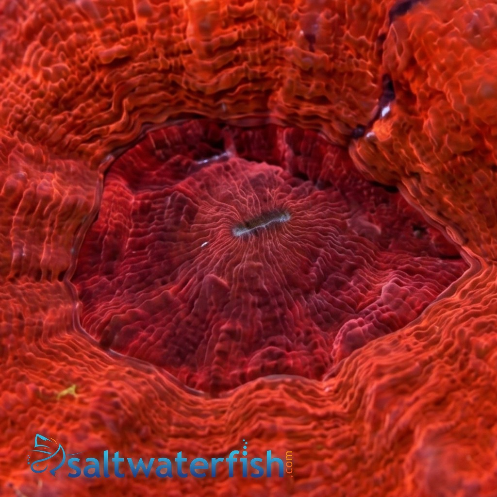 Scolymia: Molten Red - Australia