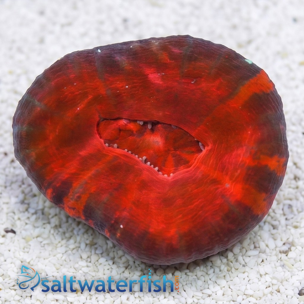 Scolymia: Molten Red - Australia