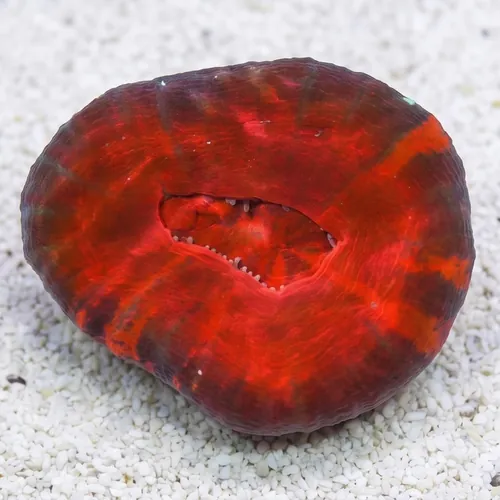 Scolymia: Molten Red - Australia