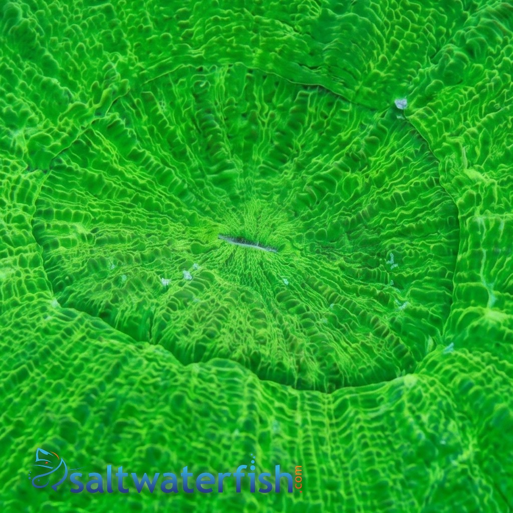 Scolymia: Neon Green - Australia