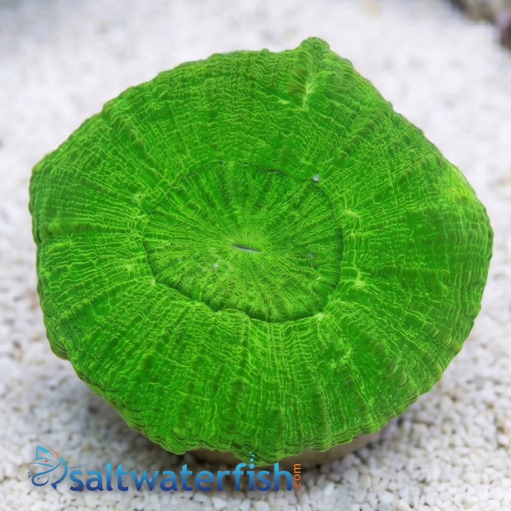 Scolymia: Neon Green - Australia