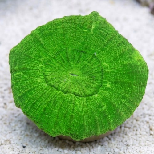 Scolymia: Neon Green - Australia