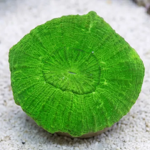 Scolymia: Neon Green - Australia