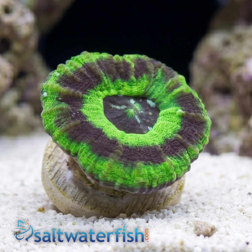 Scolymia Green w/Purple Ring "UFO" - Australia
