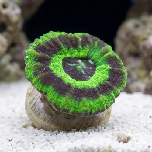Scolymia Green w/Purple Ring "UFO" - Australia