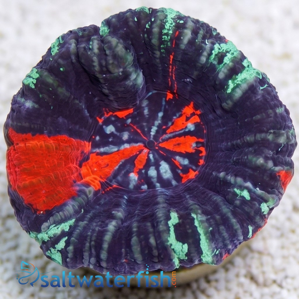 Scolymia Purple, Mint & Red "Warpaint" - Australia