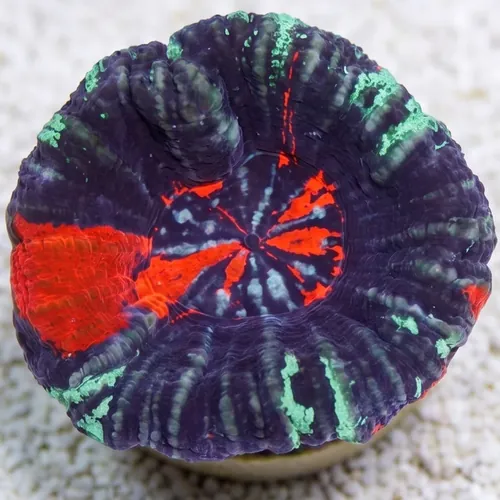 Scolymia Purple, Mint & Red "Warpaint" - Australia