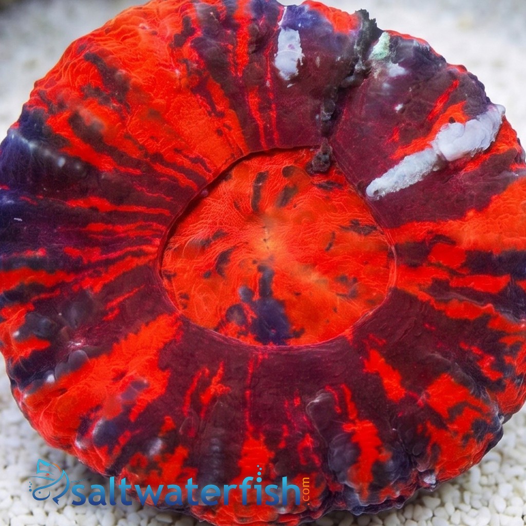 Scolymia Red, Purple & Mint "Scarlet Warpaint"  - Australia