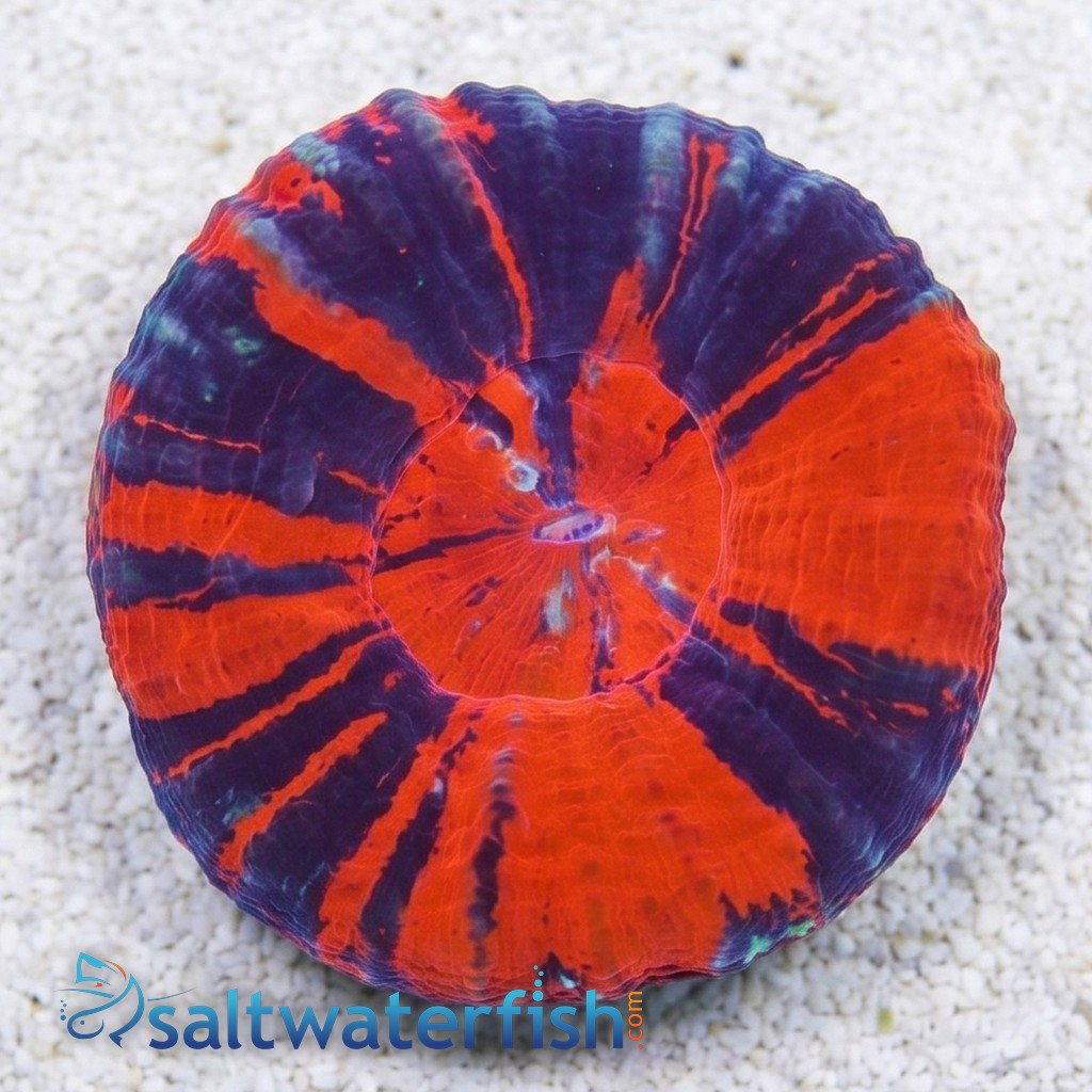 Scolymia Red, Purple & Mint "Scarlet Warpaint"  - Australia