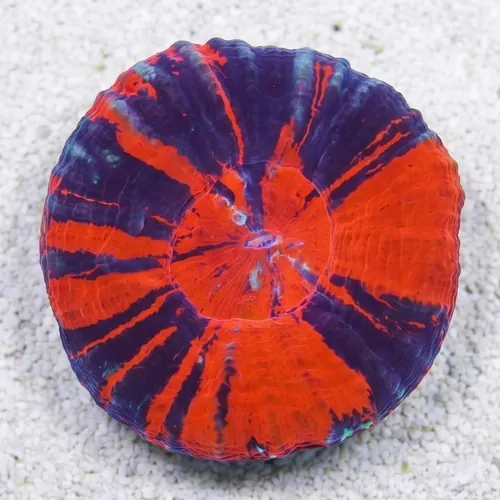 Scolymia Red, Purple & Mint "Scarlet Warpaint"  - Australia