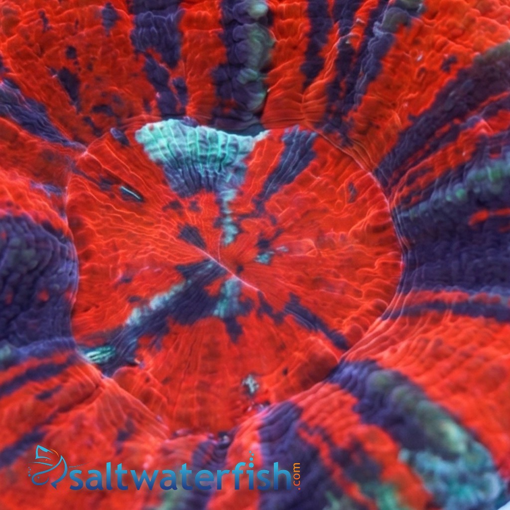 Scolymia Molten Red, Purple, Mint "Ultra Warpaint"   - Australia