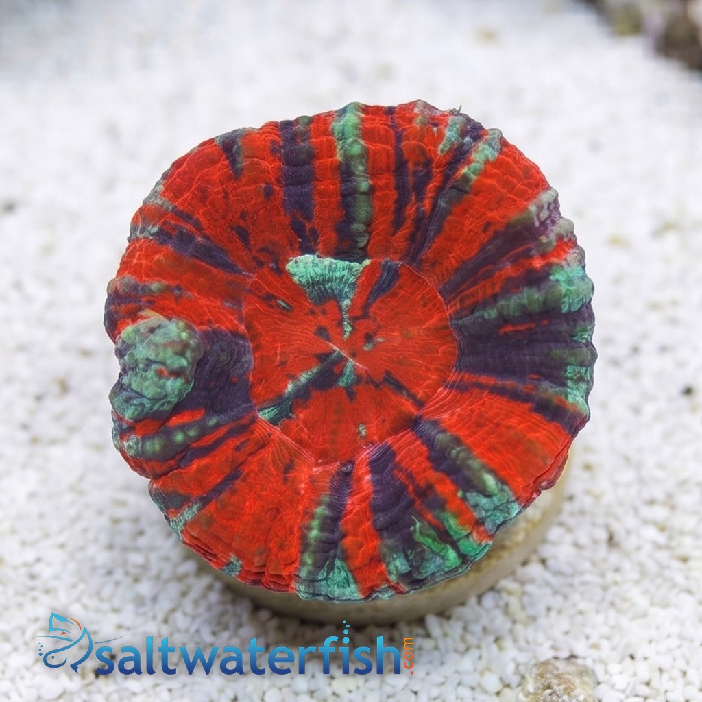 Scolymia Molten Red, Purple, Mint "Ultra Warpaint"   - Australia