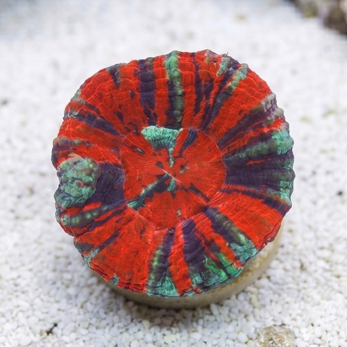 Scolymia Molten Red, Purple, Mint "Ultra Warpaint"   - Australia