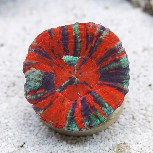 Scolymia Molten Red, Purple, Mint "Ultra Warpaint"   - Australia