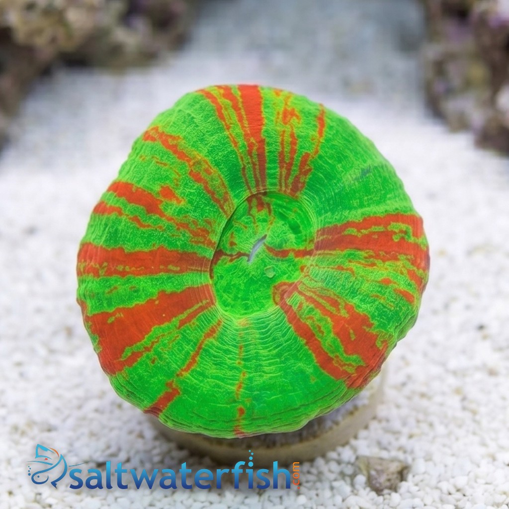 Scolymia Neon Green w/Thin Red Stripes "Bleeding Sour Apple" - Australia
