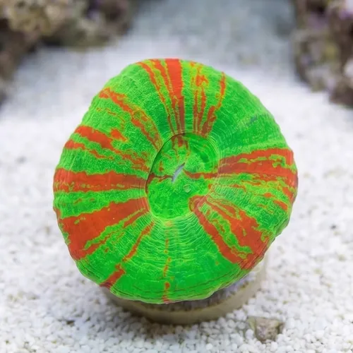 Scolymia Neon Green w/Thin Red Stripes "Bleeding Sour Apple" - Australia
