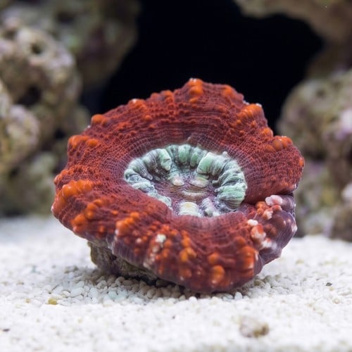 Mini Scoly: Red - Australia
