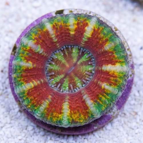 Scoly:Colored - Australia Aquacultured