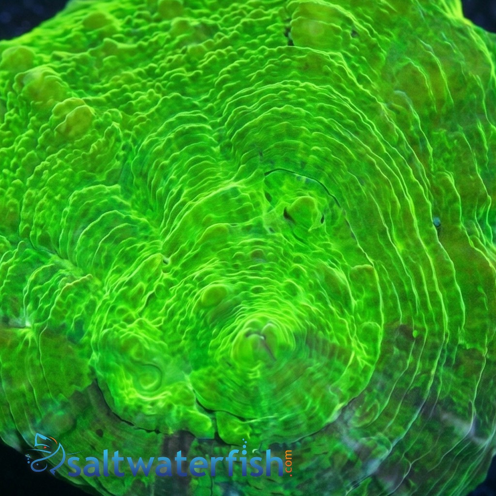 Scolymia: Neon Green - Australia Aquacultured
