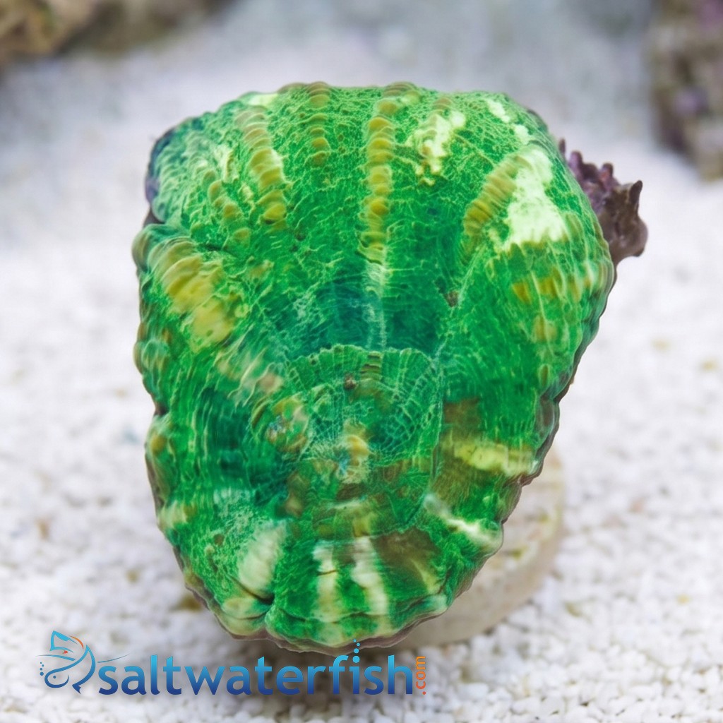 Scolymia: Neon Green - Australia Aquacultured