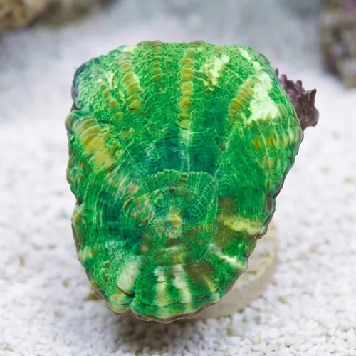 Scolymia: Neon Green - Australia Aquacultured