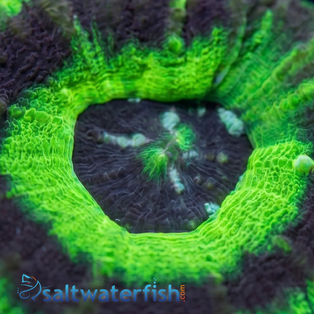 Scoly "UFO" - Australia Aquacultured