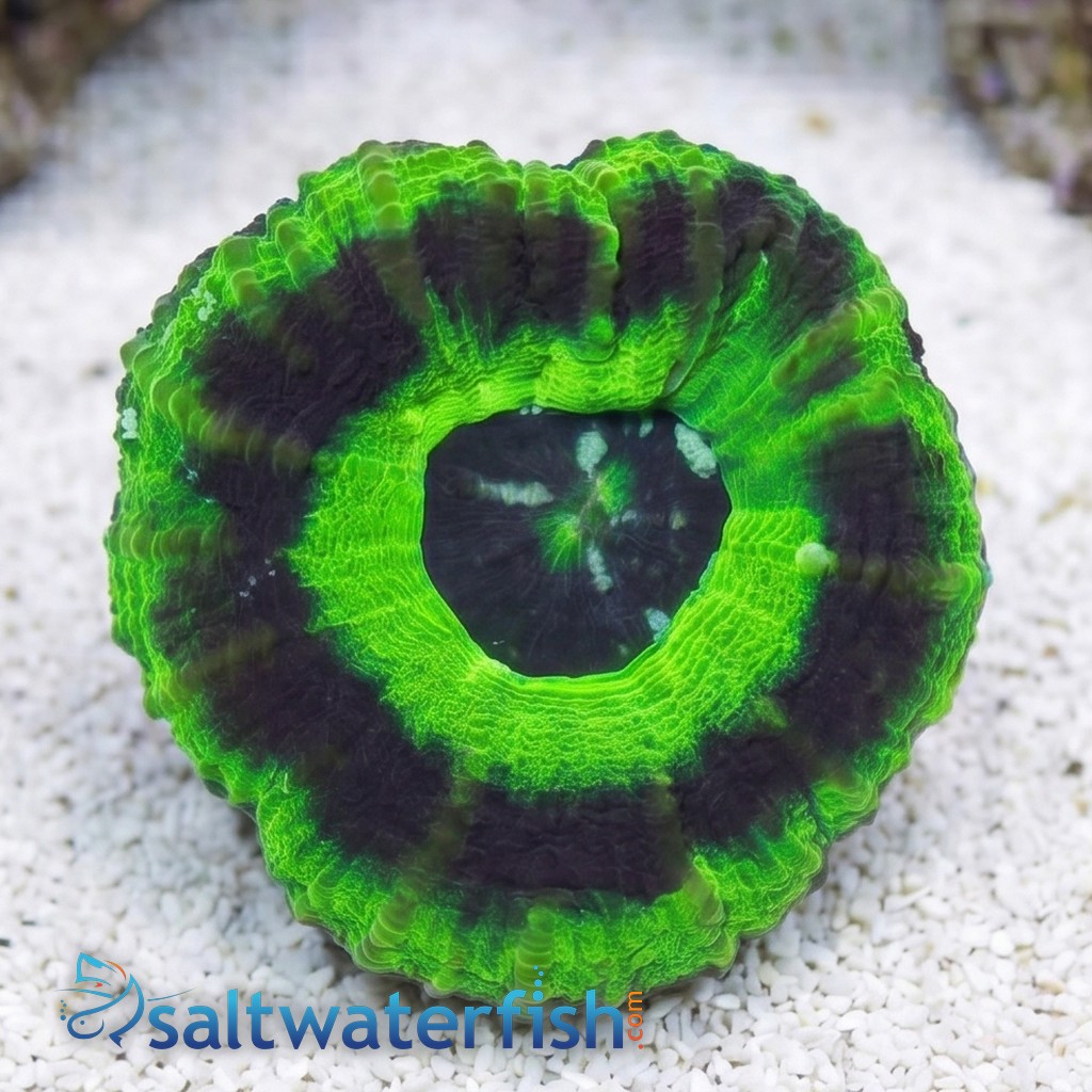 Scoly "UFO" - Australia Aquacultured