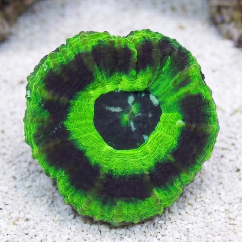 Scoly "UFO" - Australia Aquacultured