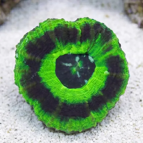 Scoly "UFO" - Australia Aquacultured