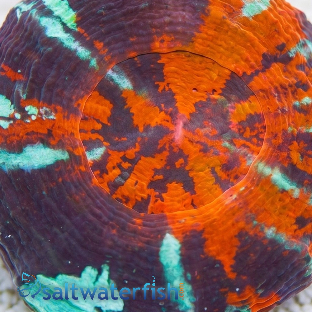 Scolymia "Warpaint" - Australia Aquacultured