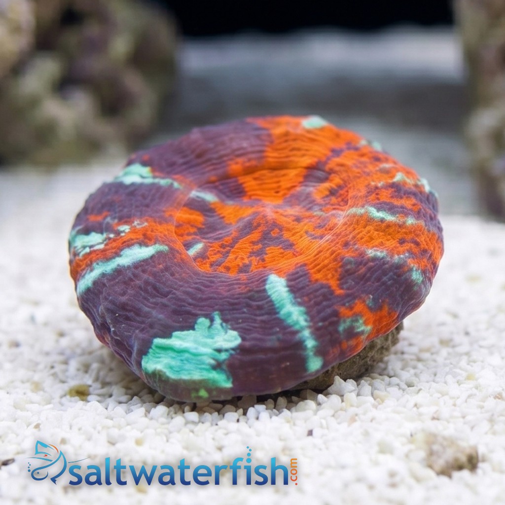 Scolymia "Warpaint" - Australia Aquacultured