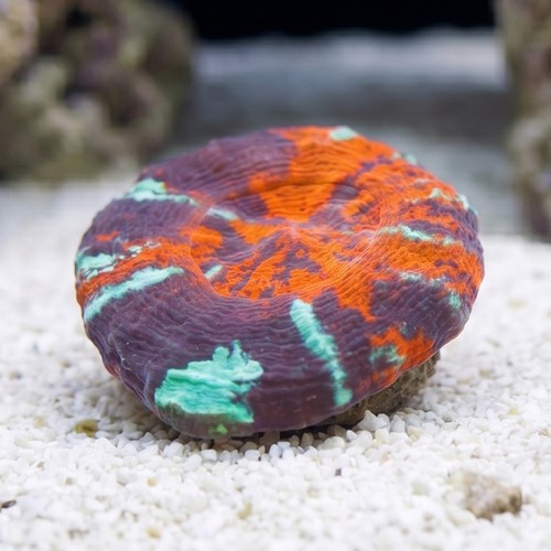 Scolymia "Warpaint" - Australia Aquacultured