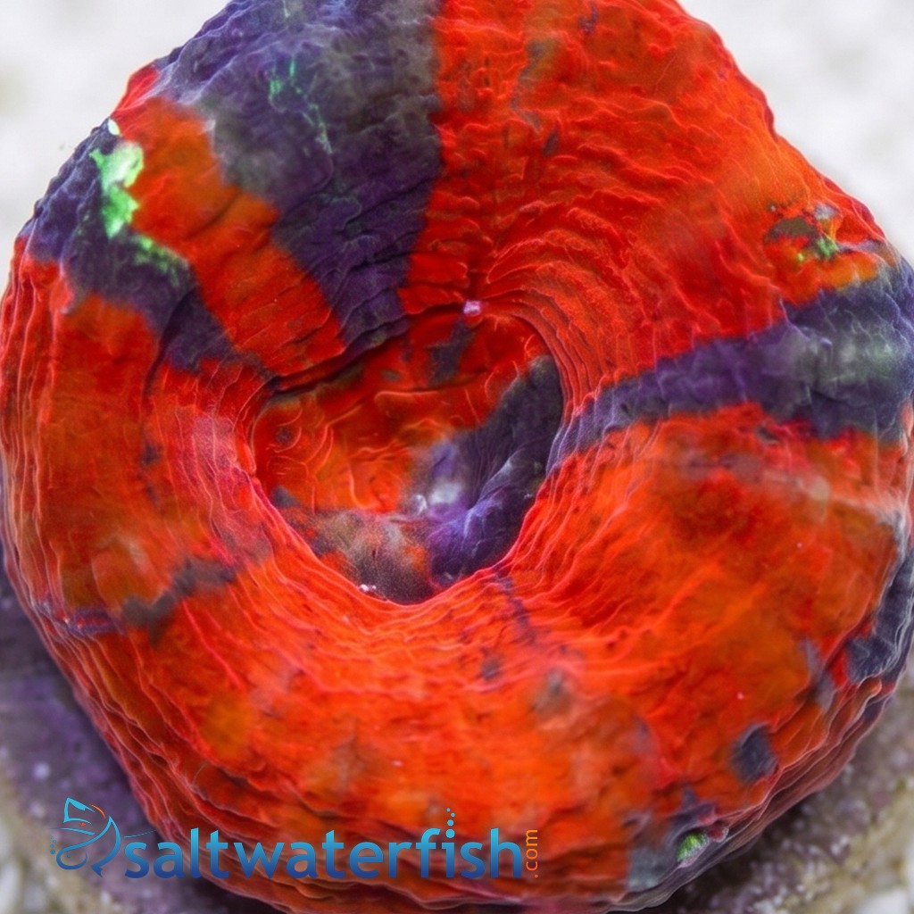 Scolymia  "Scarlet Warpaint"  - Australia Aquacultured