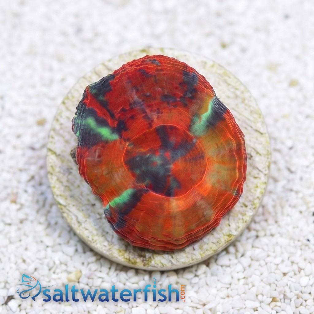 Scolymia  "Scarlet Warpaint"  - Australia Aquacultured