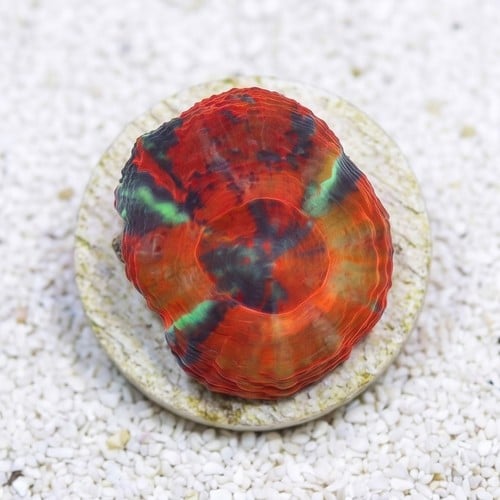 Scolymia  "Scarlet Warpaint"  - Australia Aquacultured
