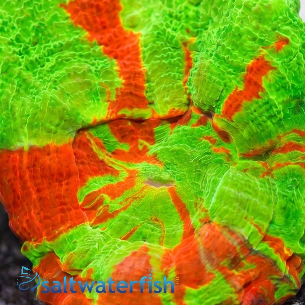 Scolymia "Bleeding Sour Apple" - Australia