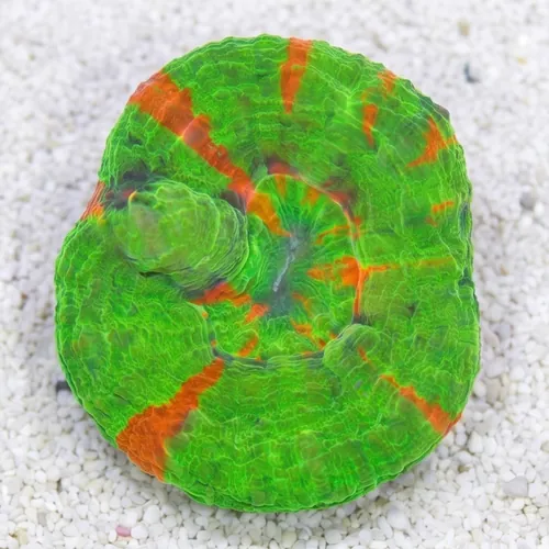Scolymia "Bleeding Sour Apple" - Australia