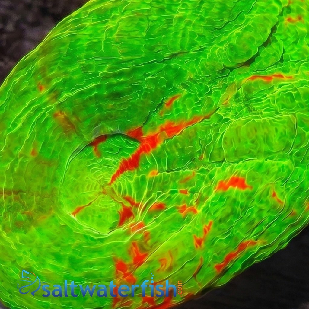 Scolymia "Ultra Toxic Apple" - Australia