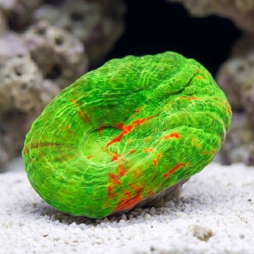 Scolymia "Ultra Toxic Apple" - Australia