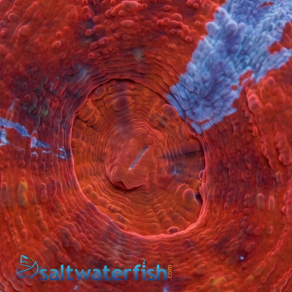 Scoly:"Superman" Red and Blue - Australia